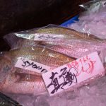 鯛　231119 (1 - 1)